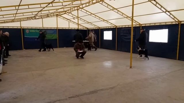 Обзор пород лаек . 1 Карело финские , 2 Руско европейские , 3 Восточно сибирские . смотреть онлайн