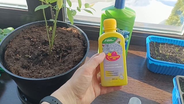 Как сохранить саженец голубики до высадки в грунт смотреть онлайн