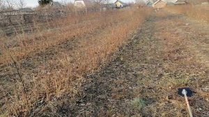 осенняя обрезка ремонтантной малины сорт Полька