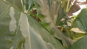 como cultivar a alocasia odora Áurea variegata