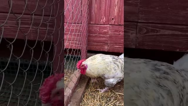 Пушкинская порода. Петух 4. Возраст 5 месяцев смотреть онлайн