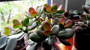 Денежное дерево  Crassula Ovata "Hummel's Sunset"