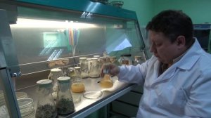 МЕТАРИЗИУМ НА РИСЕ || Проверяем способы выращивания