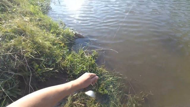 Рыбалка на реке поплавочной удочкой смотреть онлайн