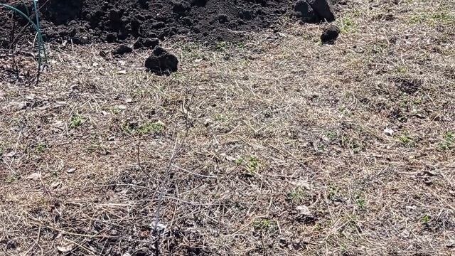 #апрельский_сад#огород#малина#обзор_сада_в_апреле Сад в апреле.Обзор после зимы.