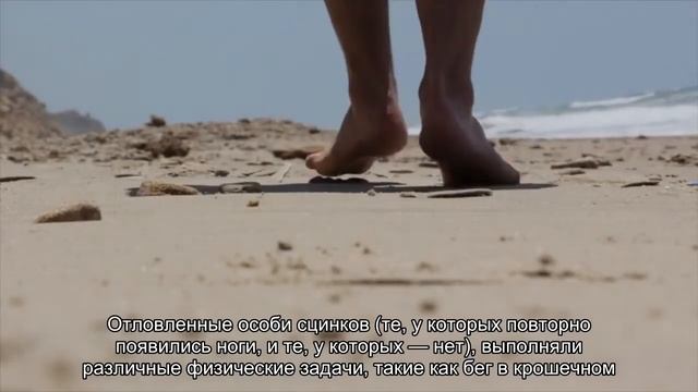 Ученые объяснили, как ящерицы-сцинки «потеряли» ноги, а потом получили новые смотреть онлайн