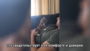 Как кошки выбирают, с кем спать?