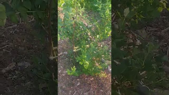 Голубика без подкормок и удобрений. 5 лет кустам голубики. смотреть онлайн