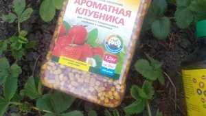 Ремонтантная клубника весной - что  делаем и чем кормим ее.