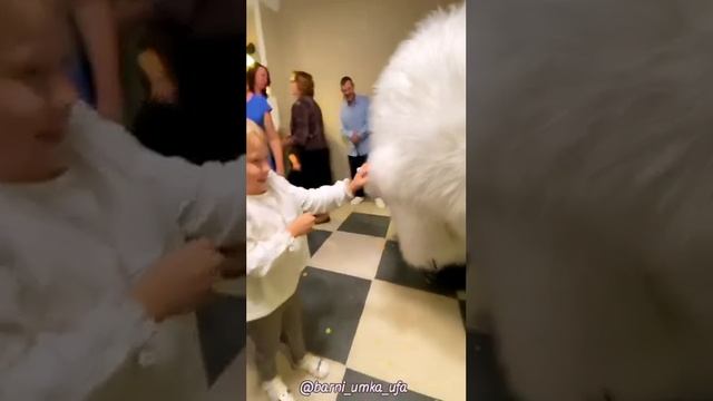 Тысячу причин Вам для РАДОСТИ, И НИ ОДНОЙ — для грусти? #белыймишкаумкауфа смотреть онлайн