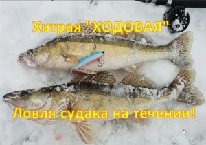 Хитрая "ХОДОВАЯ" ловля судака на течении!