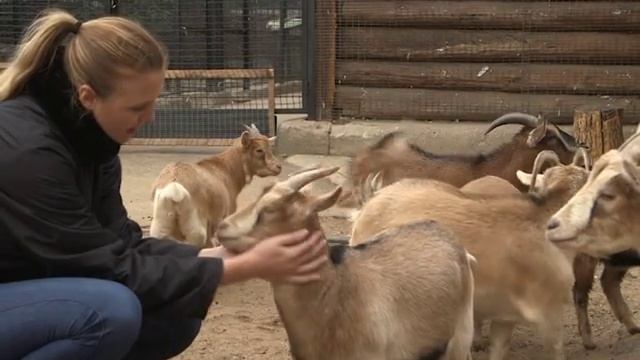 Камерунские козы. Мини зоопарк в Подмосковье