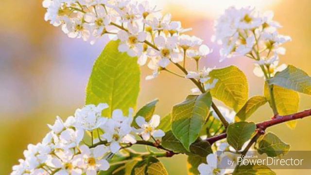 В. СОСЮРА "ТАК НІХТО НЕ КОХАВ.." смотреть онлайн