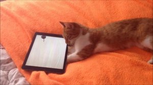 Кошка ловит мышку на экране планшета. Cat's trying to catch a mouse on ipad's screen.