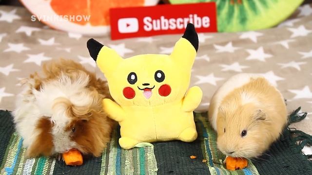 МОЛОДОЙ ПРОТИВ СТАРОГО? Как Определить Возраст Морской Свинки / SvinkiShow смотреть онлайн