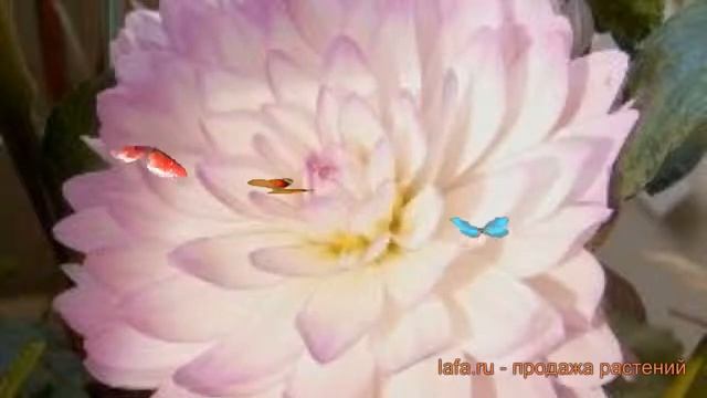 Георгина декоративная Бисти (dahlia cultorum) ? Бисти обзор: как сажать, луковицы георгины Бисти