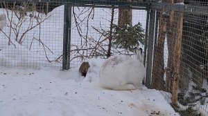 Тумак или нет? Можно ли отличить гибридов русака и беляка внешне. На примере Таввы и Пуши