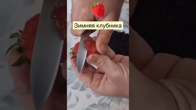 ?????ВЫРАСТИТЬ КЛУБНИКУ ДОМА не просто и не быстро. Но возможно! Главное - терпение и время.