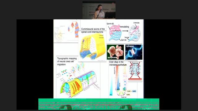 Прямая трансляция IV Национального конгресса по регенеративной медицине - 4 смотреть онлайн