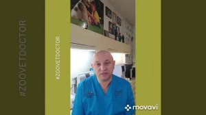 Как правильно делать уколы собаке кошке подкожно внутримышечно совет ветеринара Ушаков Дмитрий vet