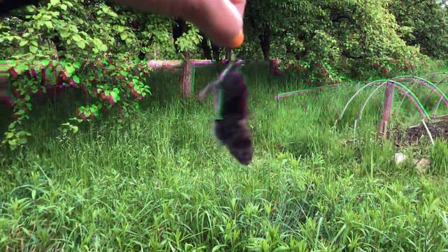 Садовые и дачные мыши. Заведите кота! смотреть онлайн