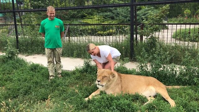 Прогулка ко львам в крымской саванне смотреть онлайн