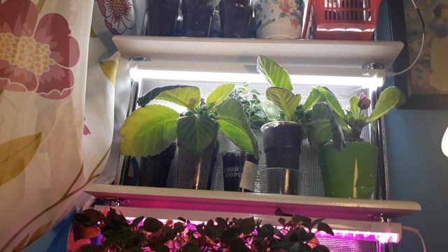 ВСЯ ДОСВЕТКА ДЛЯ МОИХ РАСТЕНИЙ /ЯСЛИ? смотреть онлайн