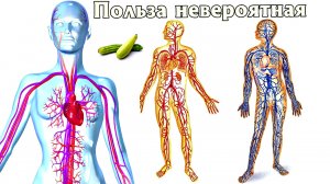 Вот что будет с организмом если есть кабачки каждый день! Польза кабачков для человека.