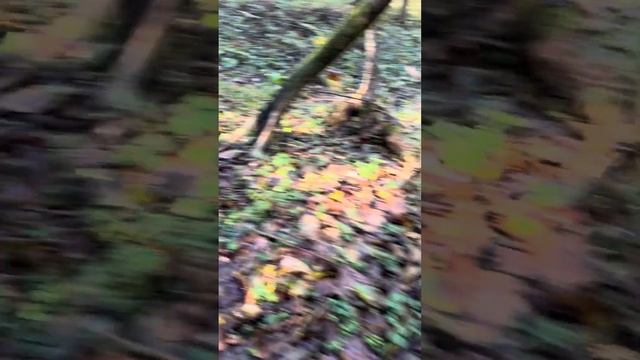 Немного из личного опыта в лесу. Отличаю ложные опята от настоящих смотреть онлайн