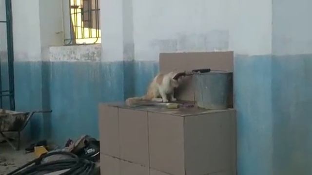 Кот Утоляет Жажду! Cat to a pya water from under the crane! смотреть онлайн