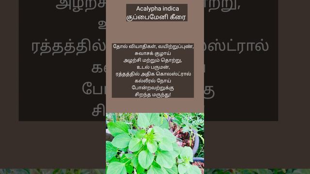 Acalypha indica| குப்பைமேனி கீரை @fullofzest