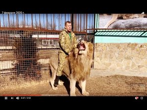 Человек Лев сидит верхом на ОГРОМНОМ ЛЬВЕ!