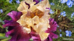 Ирис сортовой Royal Harlequin #ирис#ирисRoyalHarlequin#ириспродам