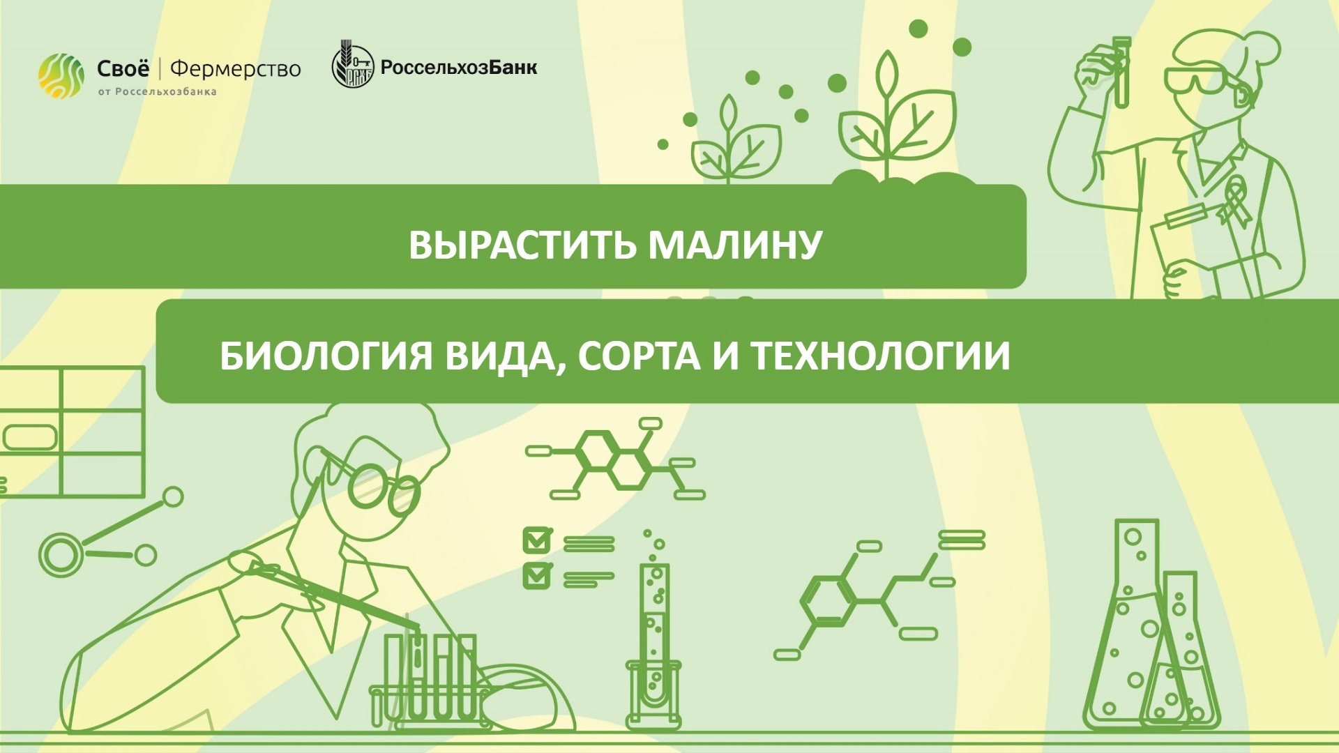 Вырастить малину: биология вида, сорта и технологии