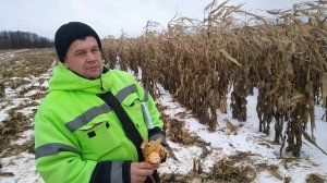 заготовка кукурузы на карнаж