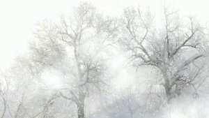 Футаж. Зимний пейзаж 113