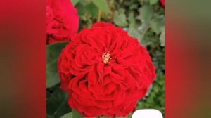 КАПЛИ РАДУГИ-БРЫЗГИ ЛЕТА???. Фотоколлаж. #уральскиерозы #розы #цветениероз #уральскиерозыанныгерман