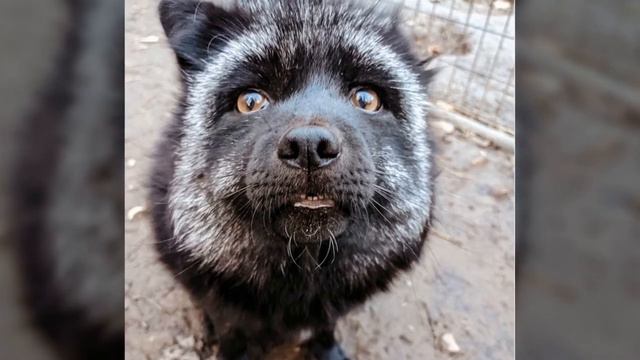 Лисья мама: добрая девушка спасает лис, которые были живыми экспонатами в зоопарках и лабораториях смотреть онлайн