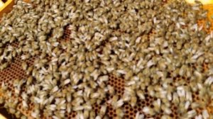 Зимовка на полных гнёздах.  Ревизия 21 марта тепло +12+22. Всегда хочется лучше. ч.1.