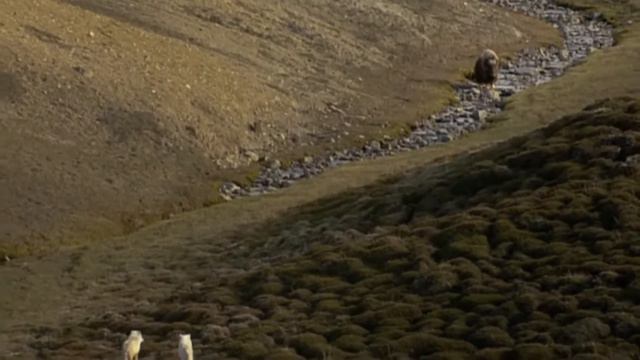 Топ-7 Захватывающих битв животных смотреть онлайн