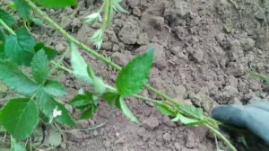 Ежевика Карака Блэк - размножение ежевики верхушками