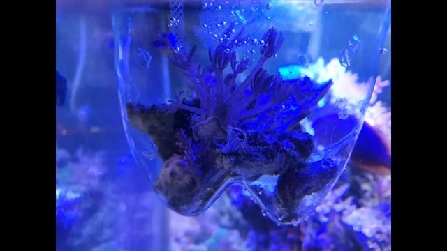 Мой морской аквариум спустя 2 года смотреть онлайн