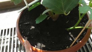 Как вырастить Инжир в домашних условиях - плодоношение.Часть3