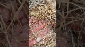 Открытие бурта с семенным картофелем.