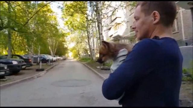 Лисья прогулка после крепкого сна)) смотреть онлайн