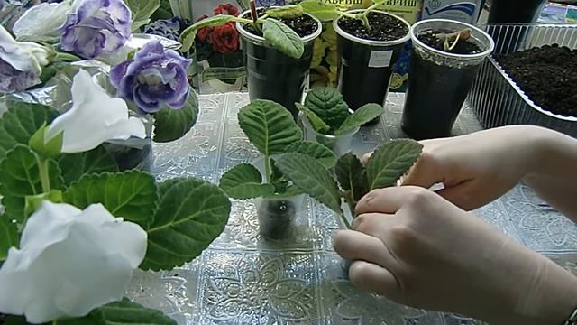 Укоренение глоксиний макушками в торфяных таблетках ! смотреть онлайн