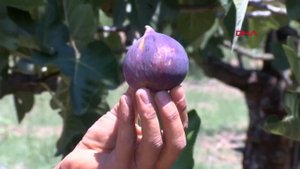 Инжир Фига Фиговое дерево Смоковница - одно из самых древних культурных растений Технологии