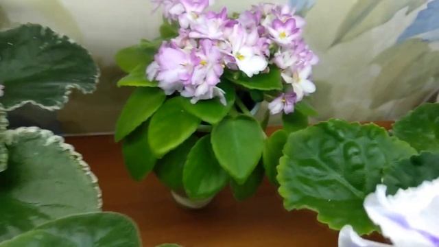 Фиалки. Обзор одного стеллажа. Благодарность за помощь. смотреть онлайн