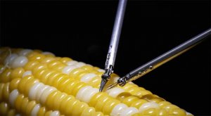 Робот-микрохирург от Sony научился зашивать зерно кукурузы