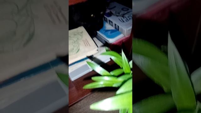 Нашёл чёрного кота